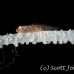 goby_coral_wire_nw_h_0004_pal0010.jpg